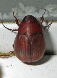 Asiatic Garden Beetle